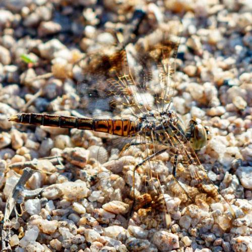 Brachythemis impartita
